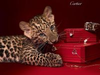 ������� � ������� ��������� ������� Cartier (������) � �������